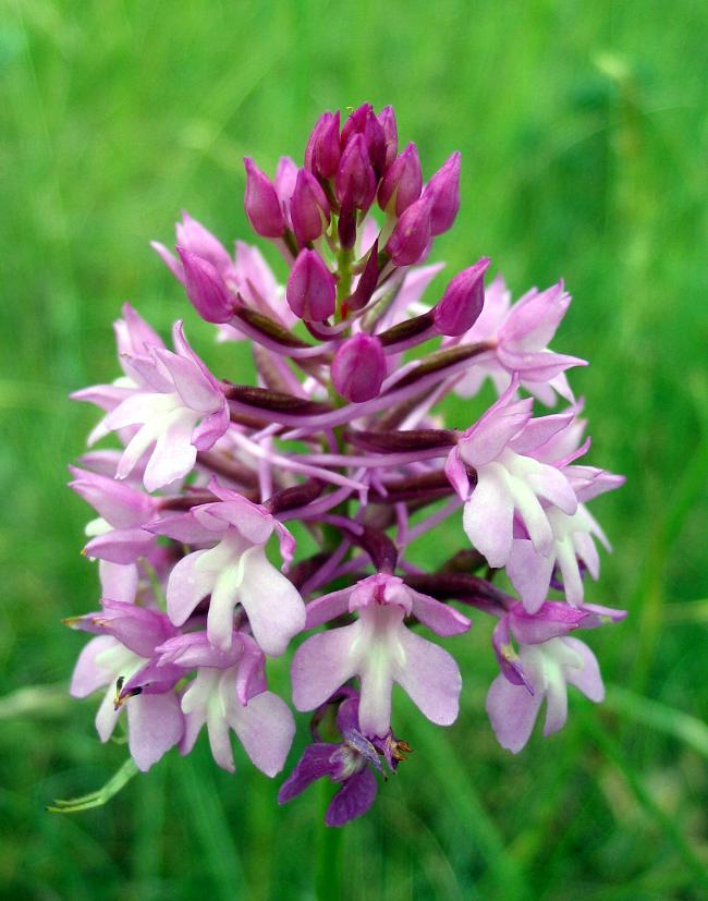 orch11_1_Orchis_pyramidale.jpg