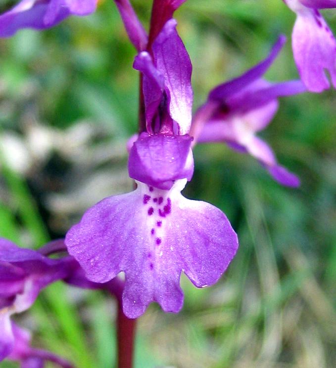 orch3_2_Orchis_male