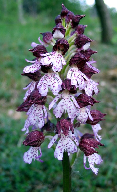 orch4_1_Orchis_pourpre.jpg